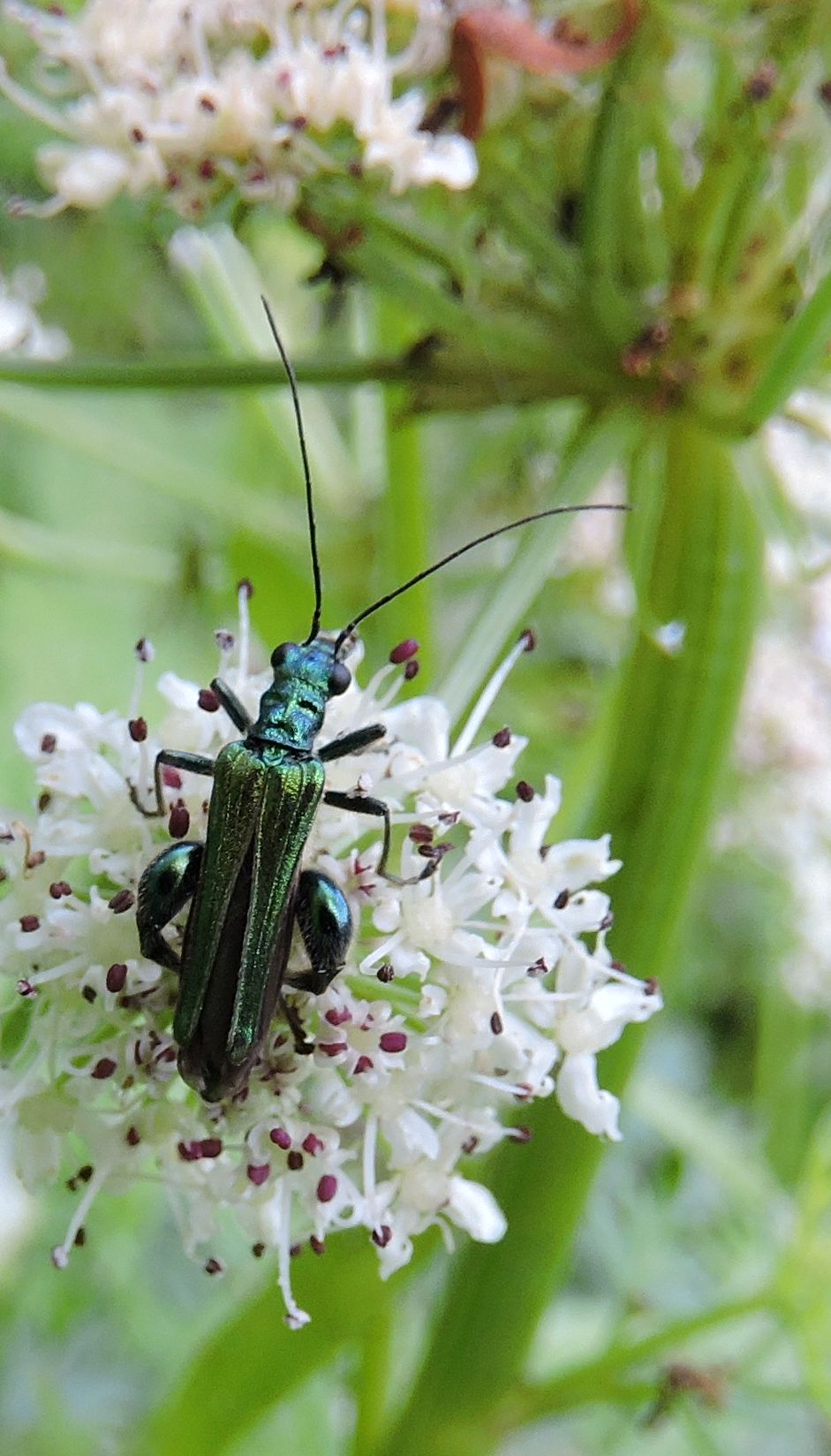 Swollen thighed Flower Beetle